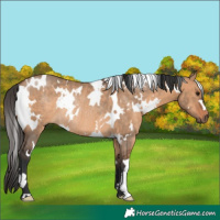 Horse Color:White Spotted Bay Dun Rabicano 