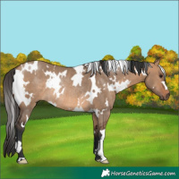 Horse Color:White Spotted Bay Dun Rabicano 