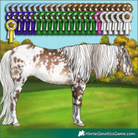 Horse Color:Gray White Spotted Silver Brown Pearl Appaloosa Rabicano 