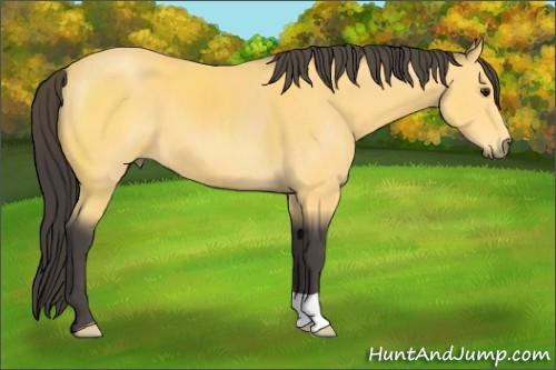 Horse Color:Buckskin 