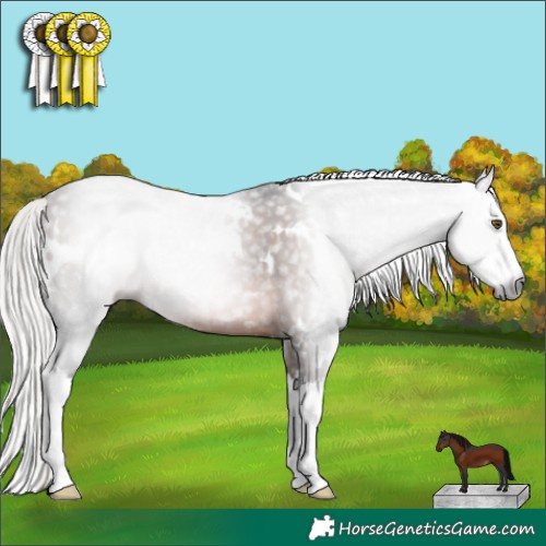 Horse Color:Gray White Spotted Silver Bay Splash Rabicano 