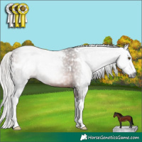 Horse Color:Gray White Spotted Silver Bay Splash Rabicano 