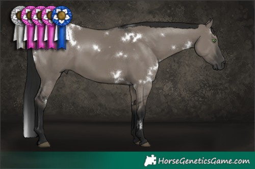 Horse Color:Gray White Spotted Grullo Rabicano 