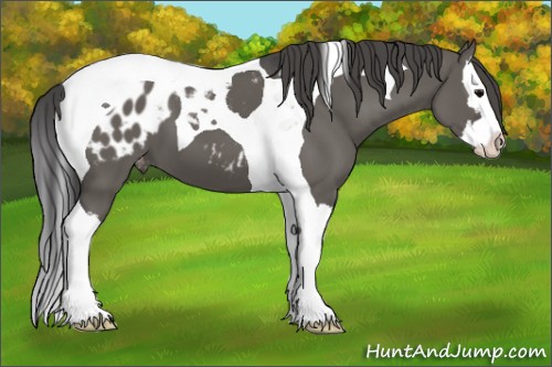 Horse Color:Grullo Splash Tobiano Appaloosa 