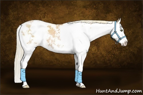 Horse Color:Chestnut Pearl Sabino Splash 