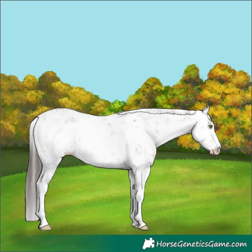 Horse Color:White Spotted Sable Champagne Sabino 