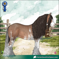 Horse Color:White Spotted Sable Champagne Splash 