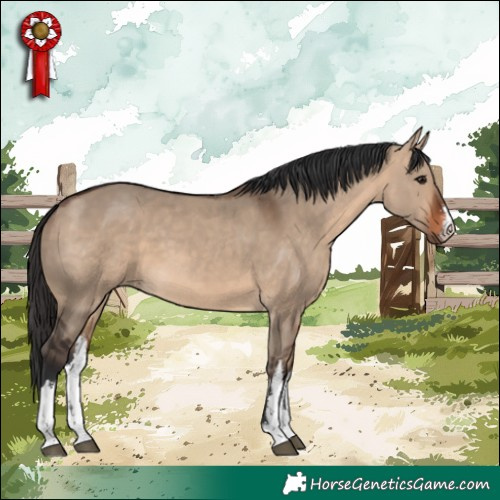 Horse Color:White Spotted Bay Dun 