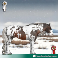 Horse Color:White Spotted Silver Black Tobiano Appaloosa and Gray Silver Brown Sabino Tobiano Appaloosa
