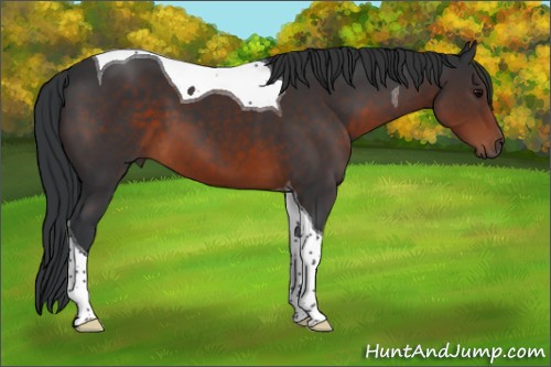 Horse Color:Brown Tobiano 