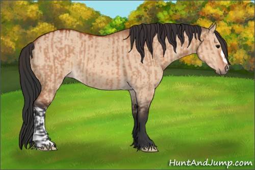 Horse Color:Bay Dun  and Bay Dun 