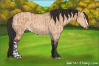 Horse Color:Bay Dun  and Bay Dun 