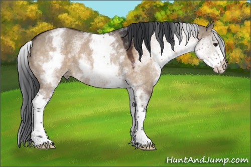 Horse Color:White Spotted Brown Dun Rabicano 