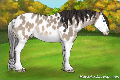 Horse Color:Brown Roan Dun Splash Appaloosa 