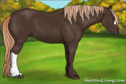 Horse Color:Liver Chestnut 