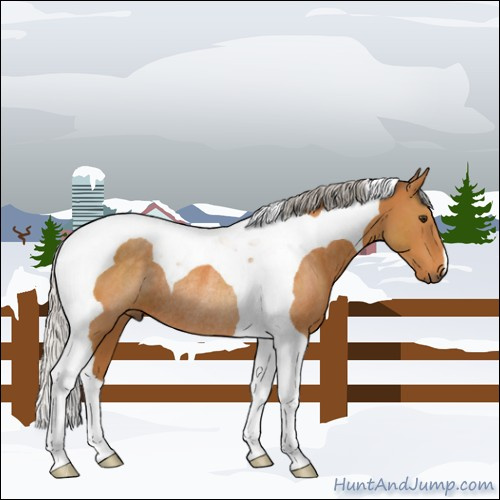 Horse Color:Silver Buckskin Tobiano Rabicano 