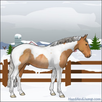 Horse Color:Silver Buckskin Tobiano Rabicano