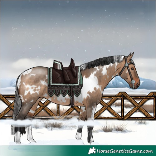 Horse Color:White Spotted Brown Dun Rabicano 