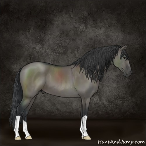 Horse Color:Grullo
