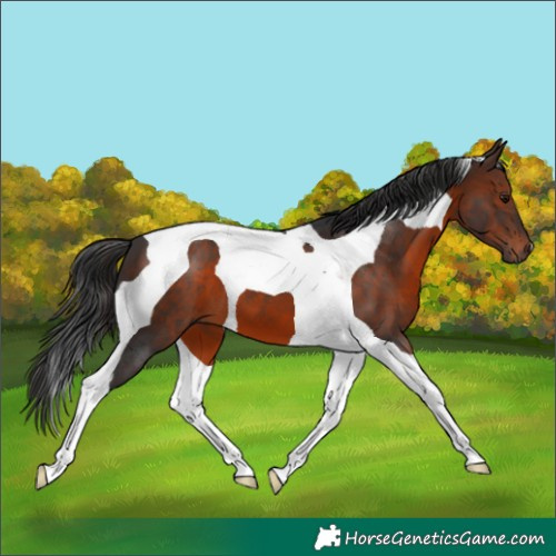 Horse Color:Brown Tobiano 