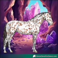 Horse Color:Bay Leopard 