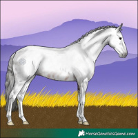 Horse Color:Gray Brown Sabino Leopard 