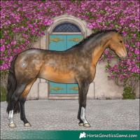 Horse Color:Buckskin 