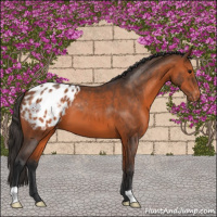 Horse Color:Bay Appaloosa 