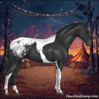 Horse Color:Black Tobiano Appaloosa