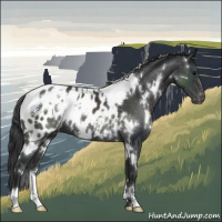 Horse Color:White Spotted Black Appaloosa 