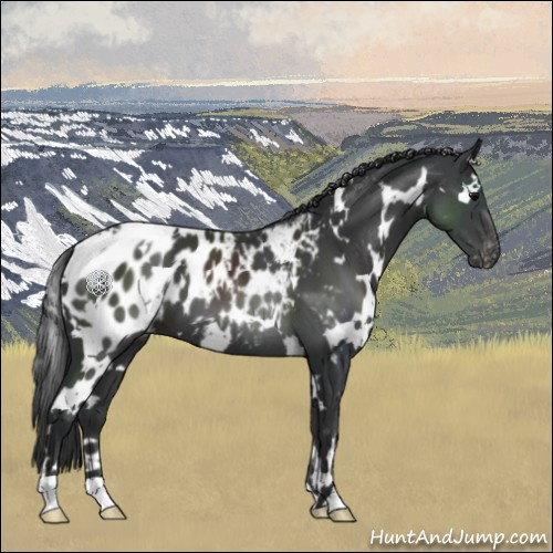 Horse Color:White Spotted Black Near Leopard
