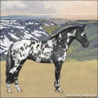 Horse Color:White Spotted Black Near Leopard 