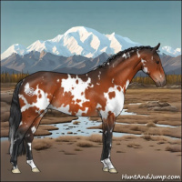 Horse Color:White Spotted Brown Rabicano 