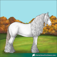 Horse Color:Grullo Splash Appaloosa