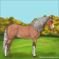 Horse Color:Silver Bay Roan 