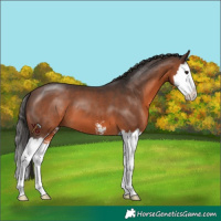 Horse Color:Brown Sabino Splash 