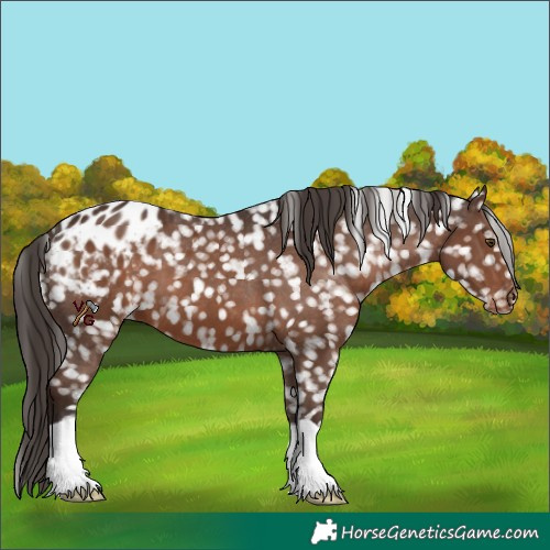 Horse Color:Liver Chestnut Snowflake Varnish 