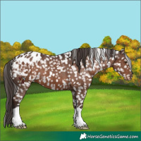 Horse Color:Liver Chestnut Snowflake Varnish 