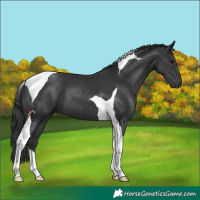 Horse Color:Black Tobiano 