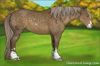 Horse Color:Chocolate Palomino Sabino 