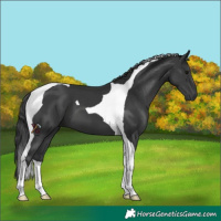 Horse Color:Black Tobiano 