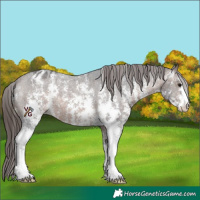 Horse Color:Brown Sabino Varnish 