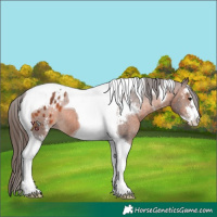 Horse Color:Brown Sabino Tobiano Appaloosa 