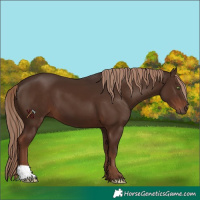 Horse Color:Liver Chestnut 