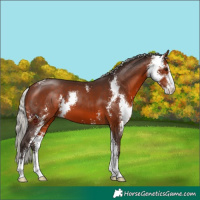 Horse Color:Silver Brown Sabino 