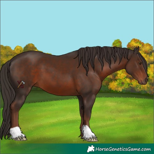 Horse Color:Liver Chestnut 