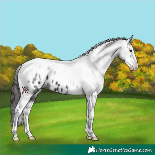 Horse Color:Black Sabino Tobiano Near Leopard