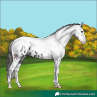 Horse Color:Black Sabino Tobiano Appaloosa