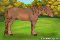 Horse Color:Chestnut Sabino 