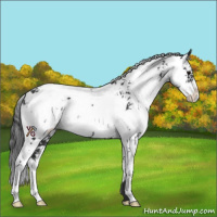 Horse Color:Black Sabino 